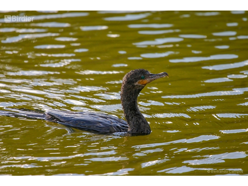 Neotropic Cormorant