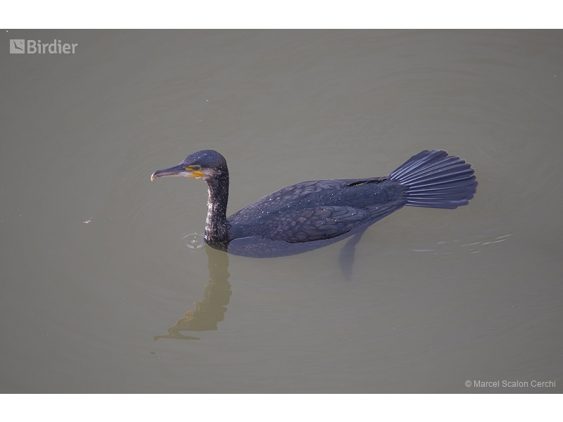Great Cormorant