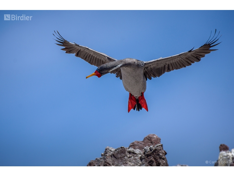 Red-legged Cormorant
