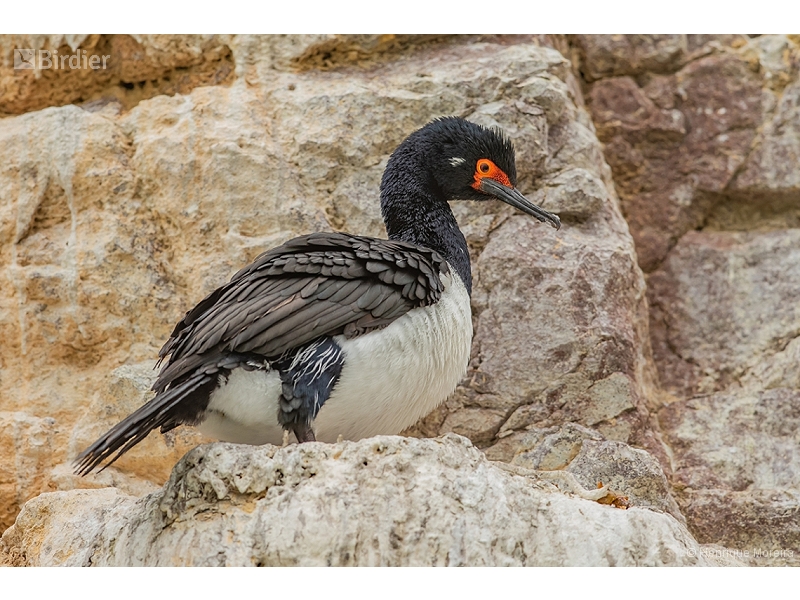 Rock Shag