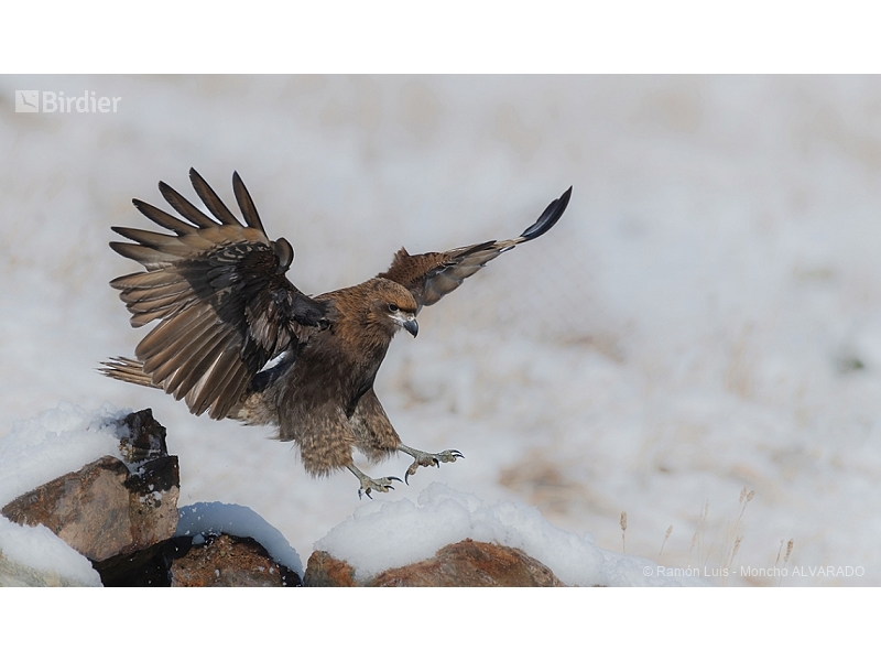 White-throated Caracara
