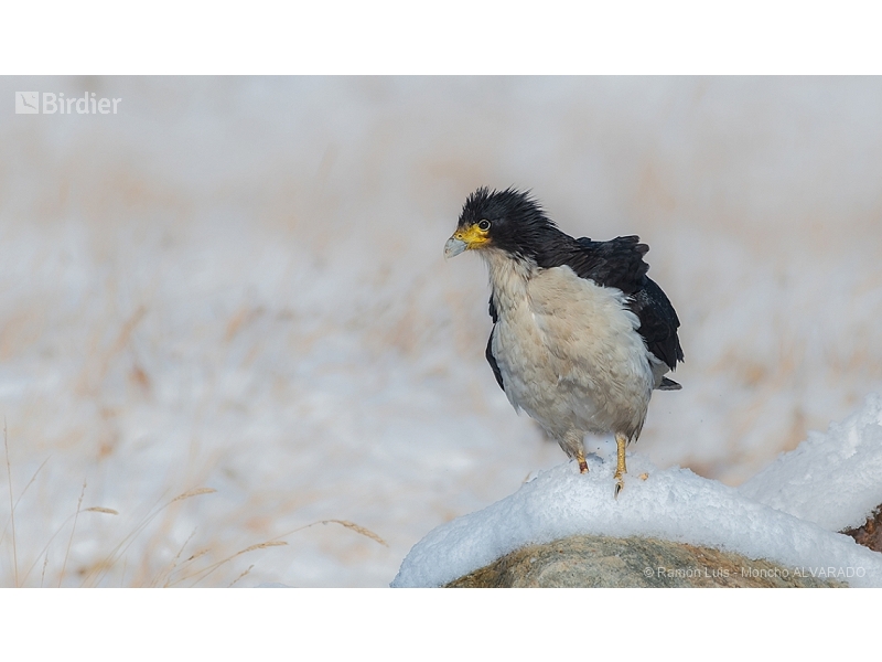 White-throated Caracara