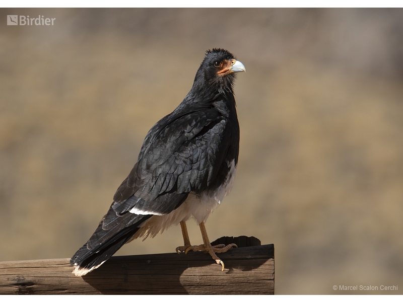 Mountain Caracara