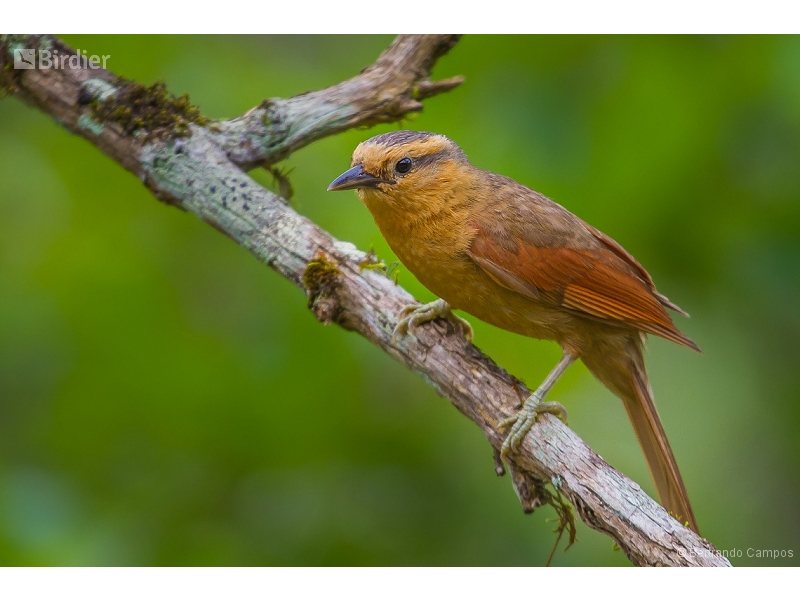 Buff-fronted Foliage-gleaner
