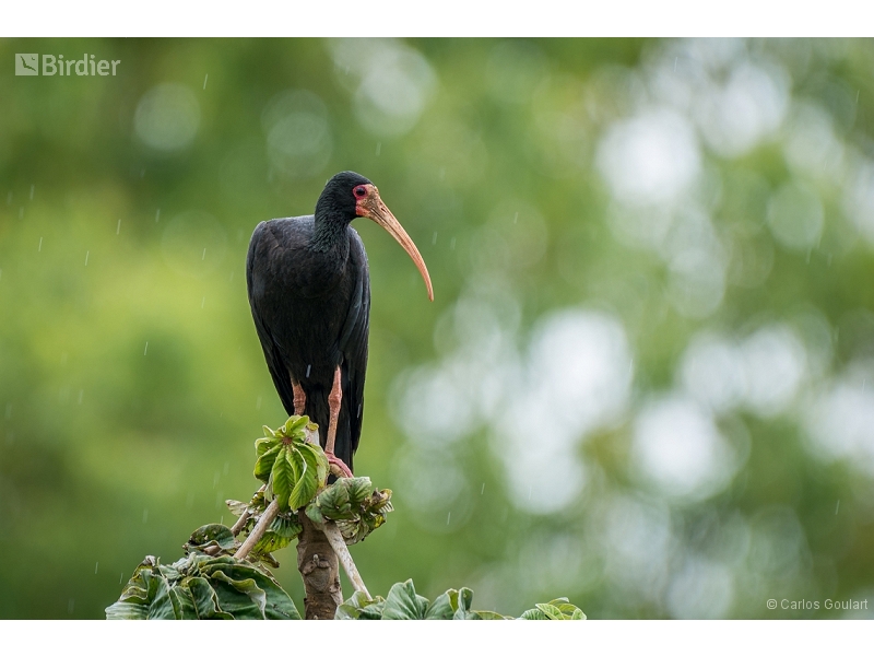 Bare-faced Ibis