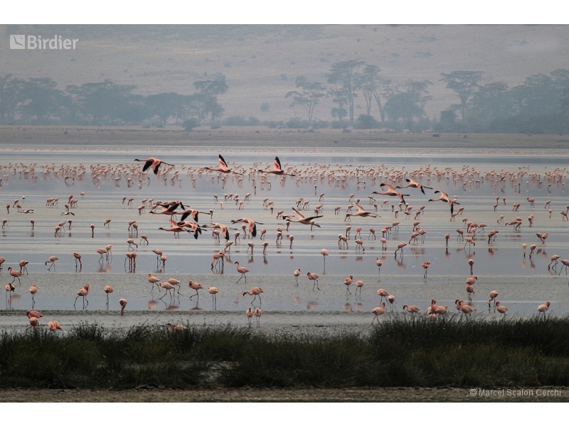 Lesser Flamingo