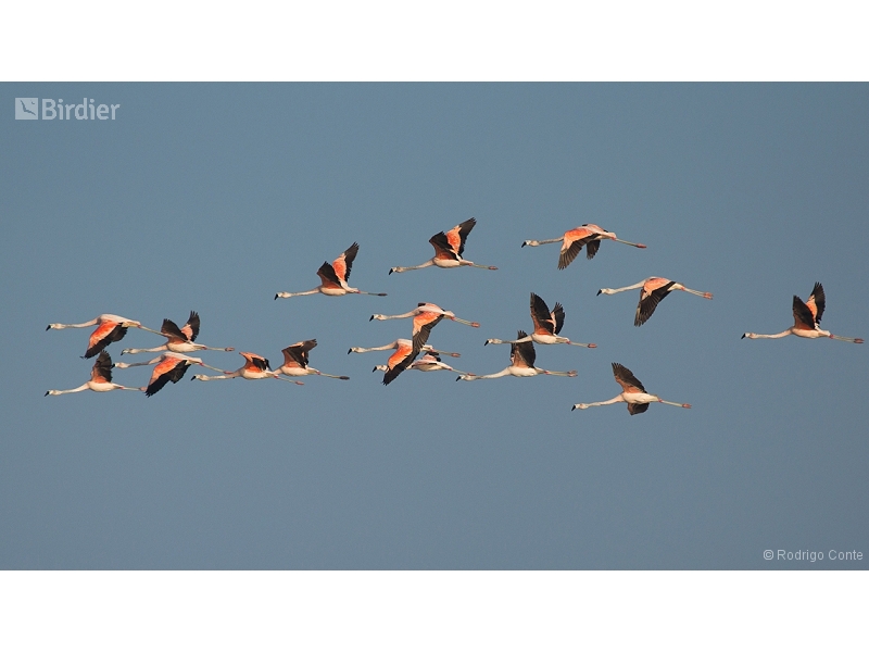 Chilean Flamingo