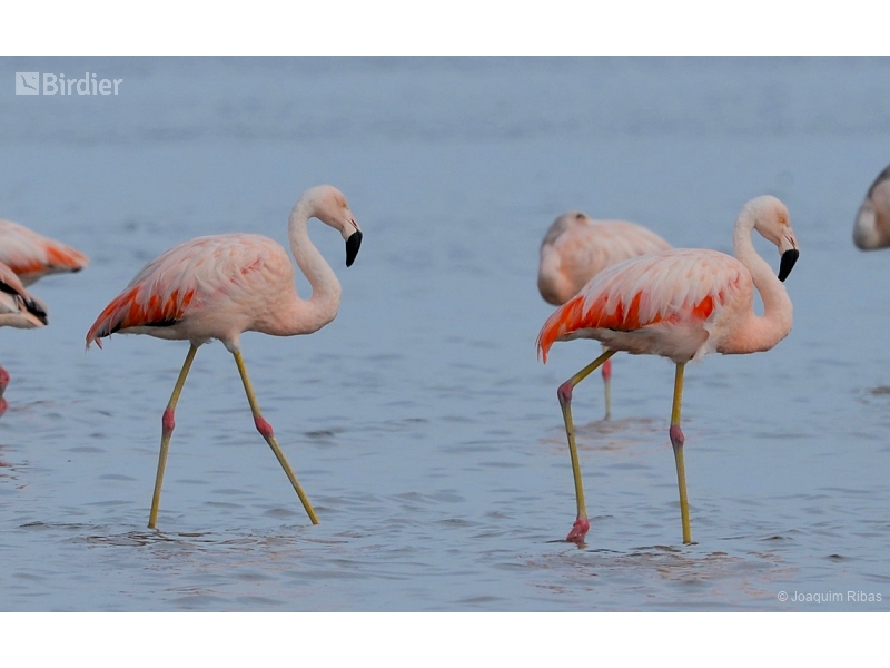 Chilean Flamingo
