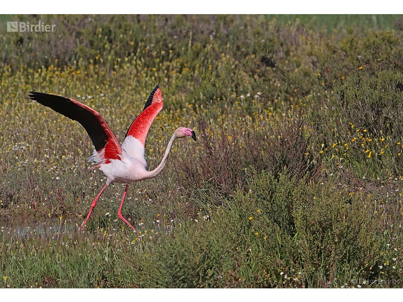 Greater Flamingo