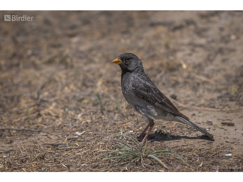 Carbonated Sierra Finch