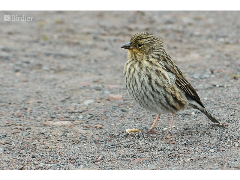 Plumbeous Sierra Finch