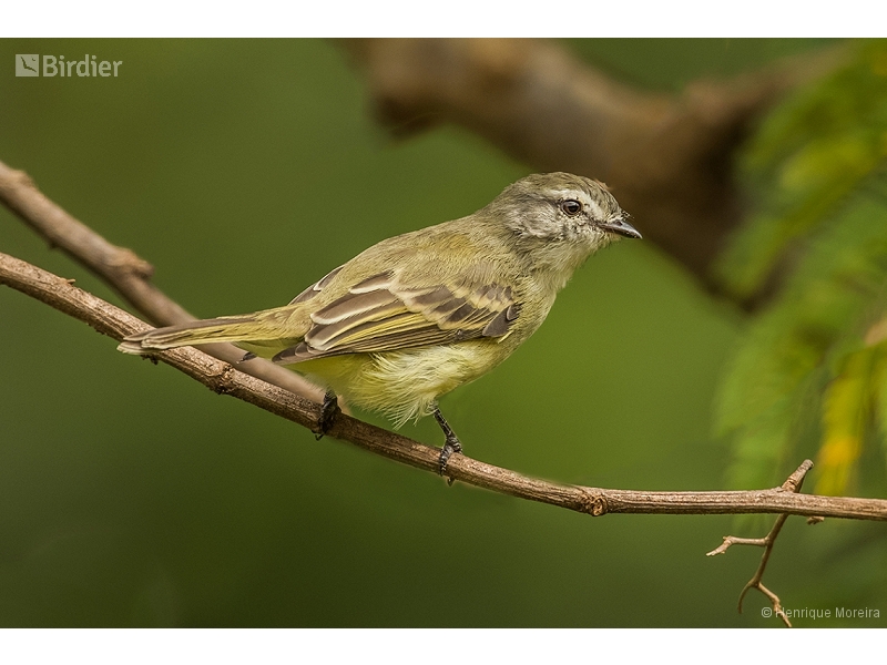 Planalto Tyrannulet
