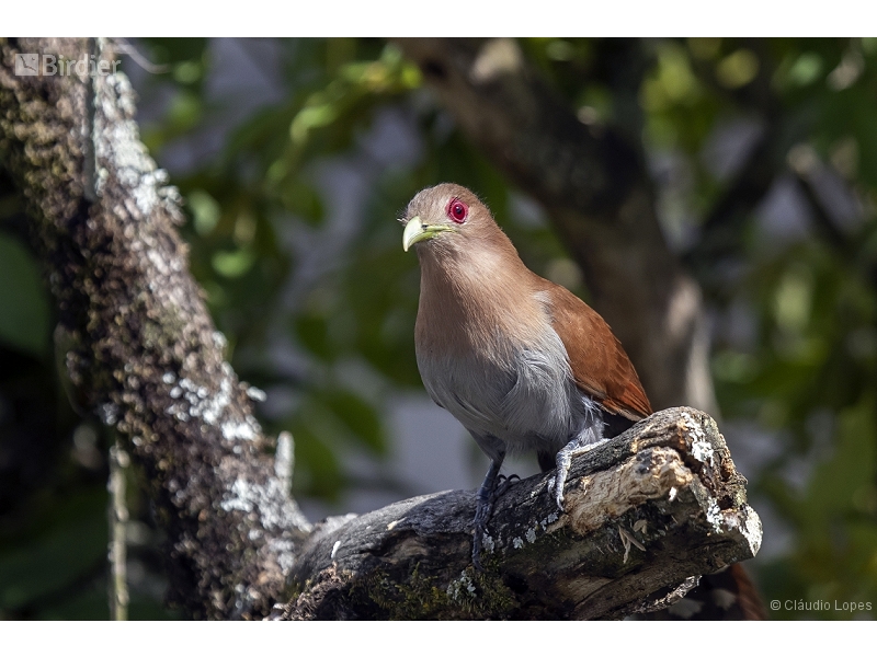 Common Squirrel Cuckoo