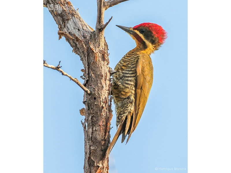 Golden-green Woodpecker