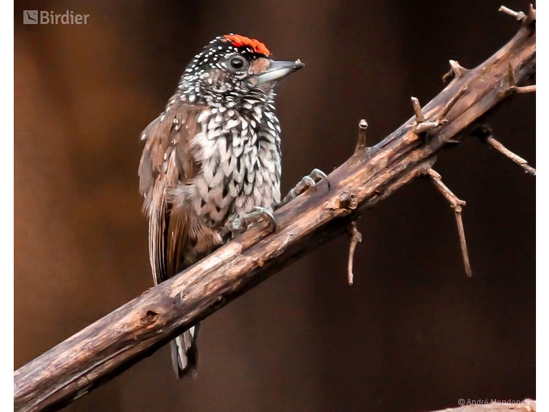 White-wedged Piculet
