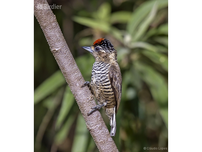 White-barred Piculet