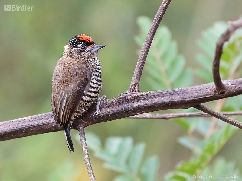 White-barred Piculet
