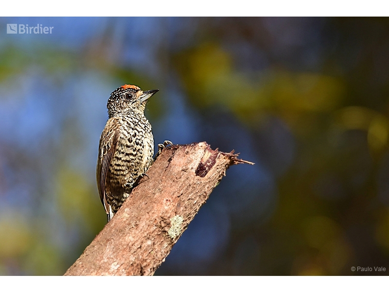 White-barred Piculet