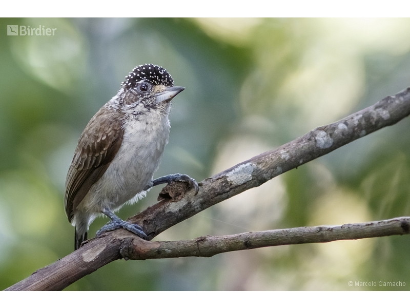 White-bellied Piculet