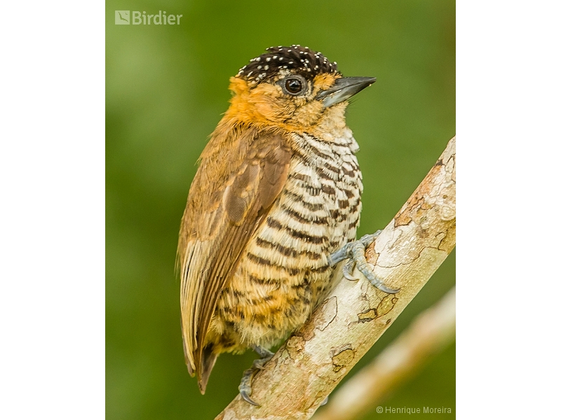 Ochre-collared Piculet
