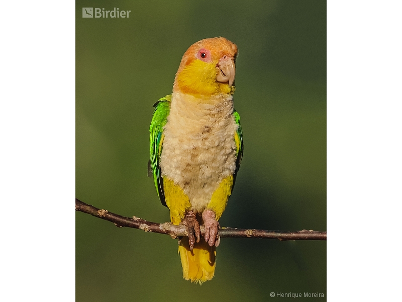 White-bellied Parrot
