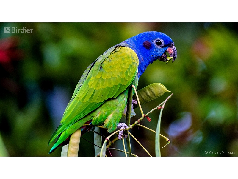Blue-headed Parrot