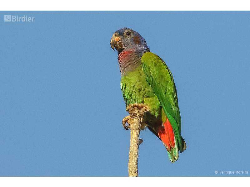 Blue-headed Parrot