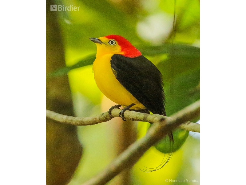 Wire-tailed Manakin