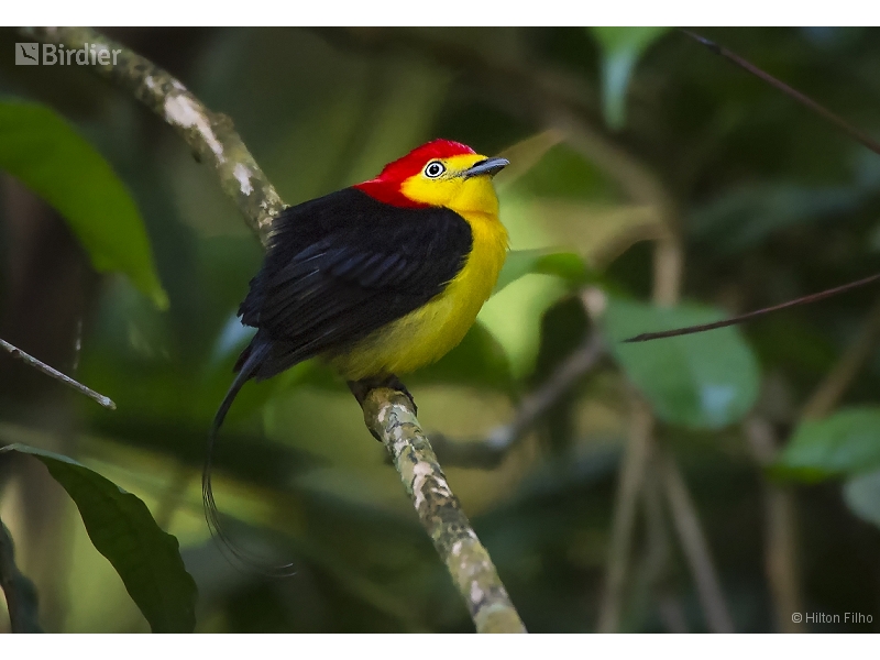 Wire-tailed Manakin