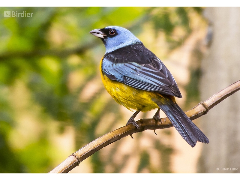 Blue-and-yellow Tanager