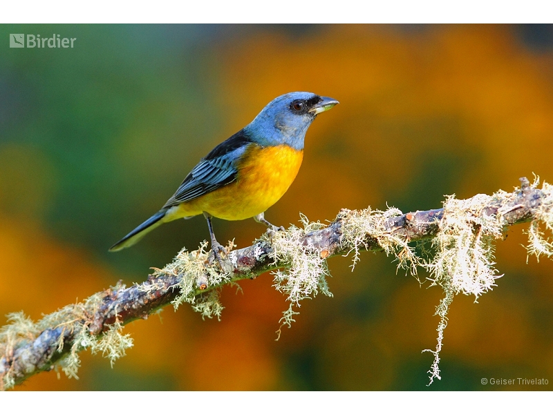 Blue-and-yellow Tanager