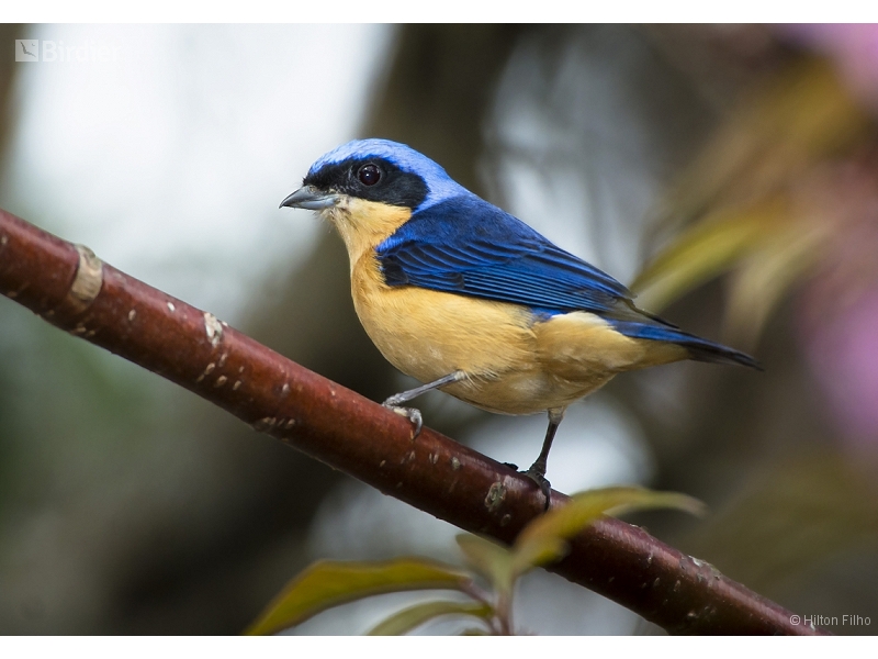 Fawn-breasted Tanager