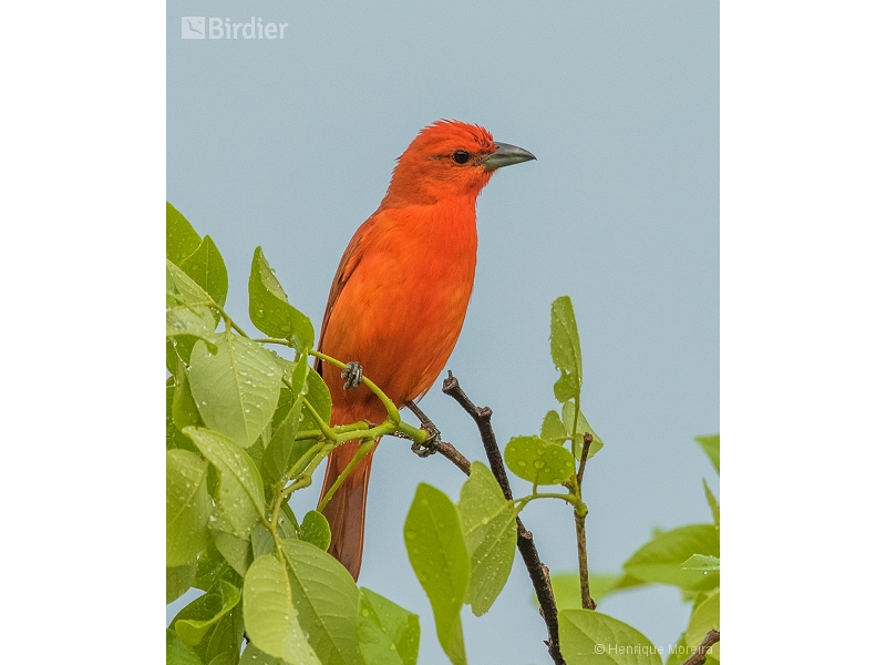 Hepatic Tanager