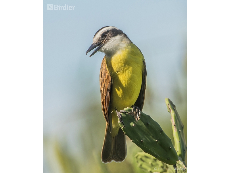 Lesser Kiskadee