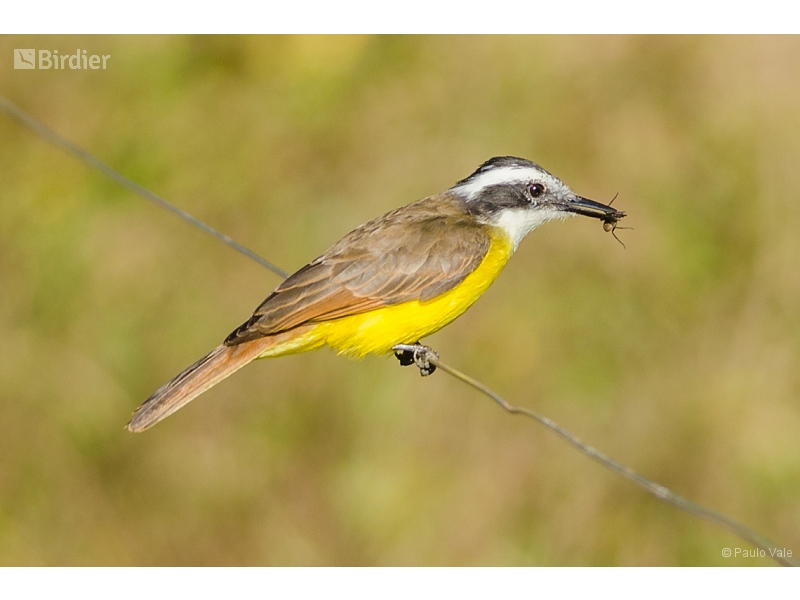 Lesser Kiskadee