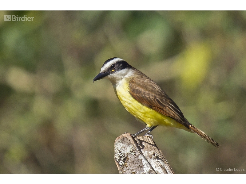 Great Kiskadee