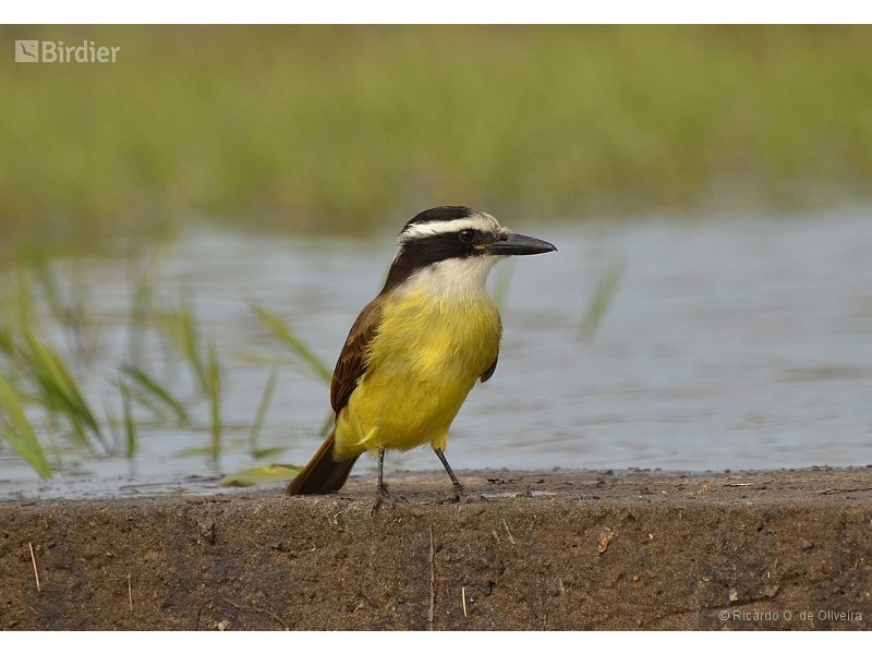 Great Kiskadee