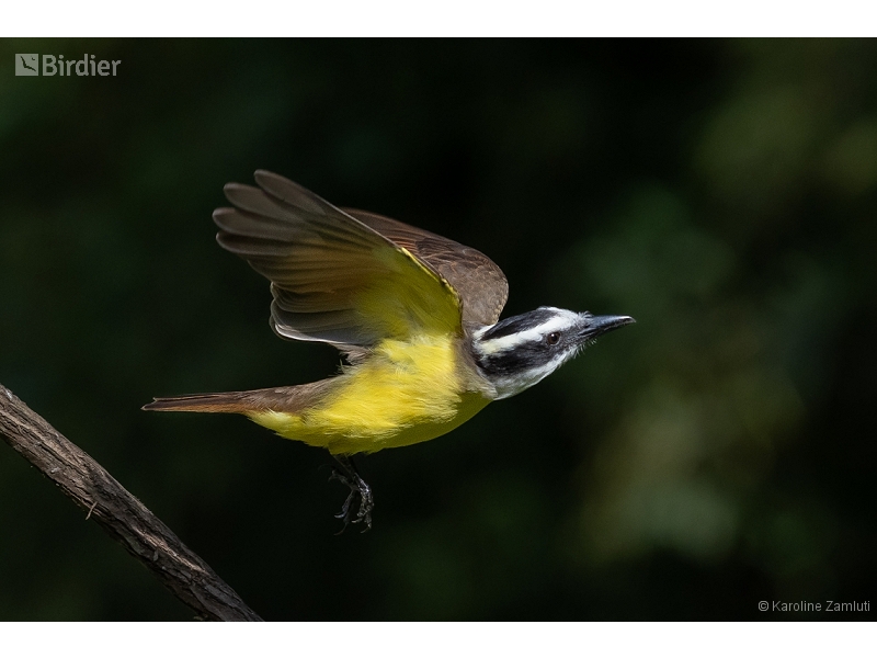 Great Kiskadee