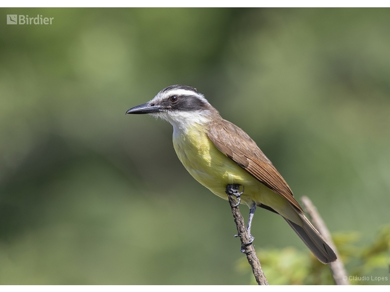Great Kiskadee