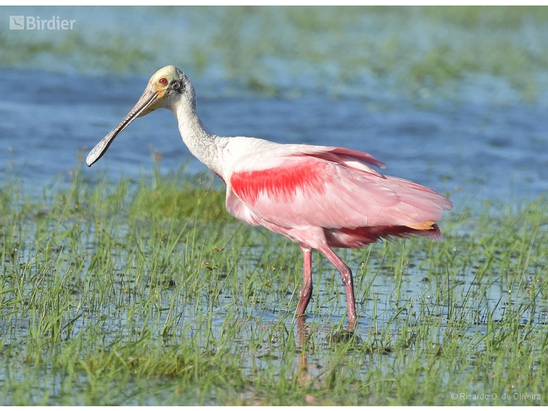 Roseate Spoonbill