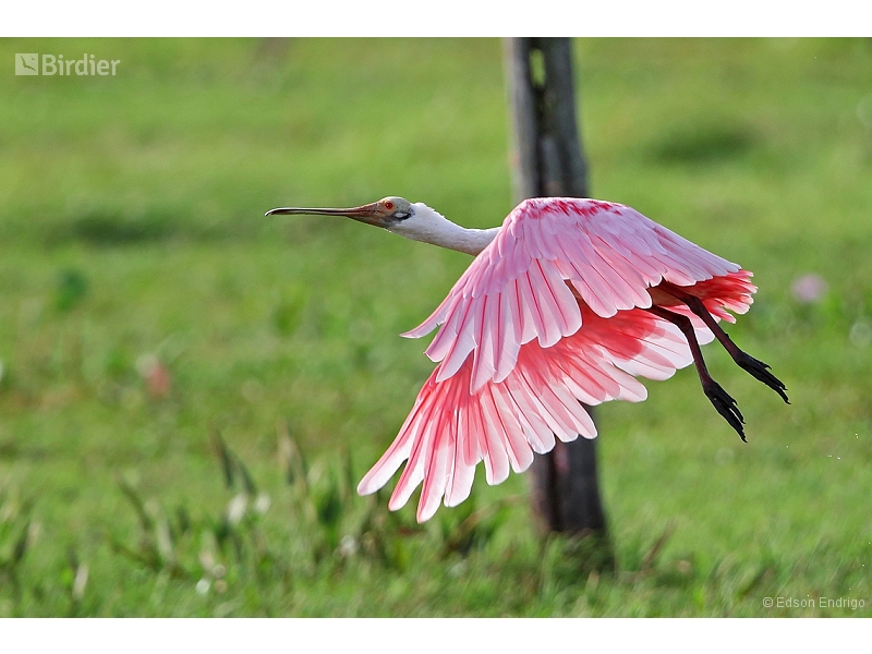 Roseate Spoonbill