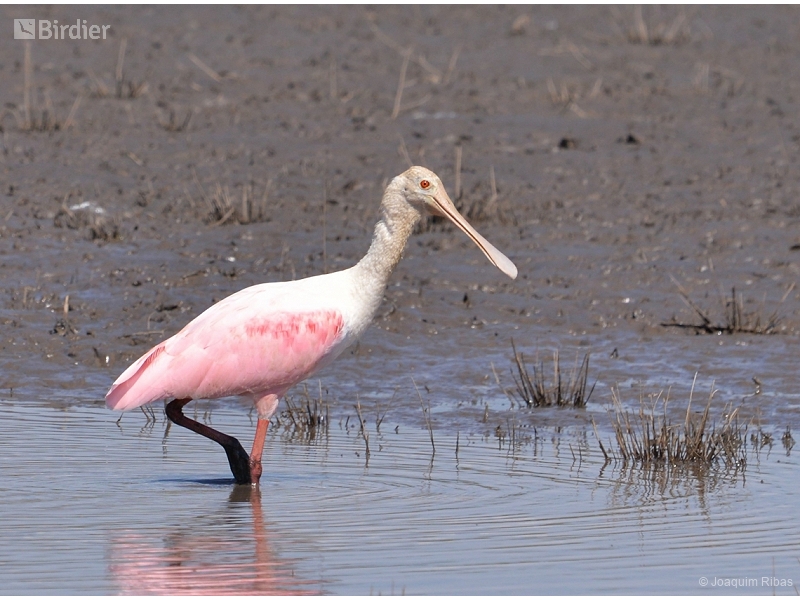 Roseate Spoonbill