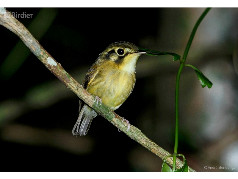 White-throated Spadebill