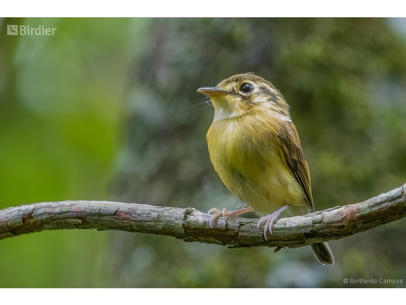 White-throated Spadebill
