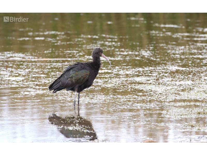 Puna Ibis