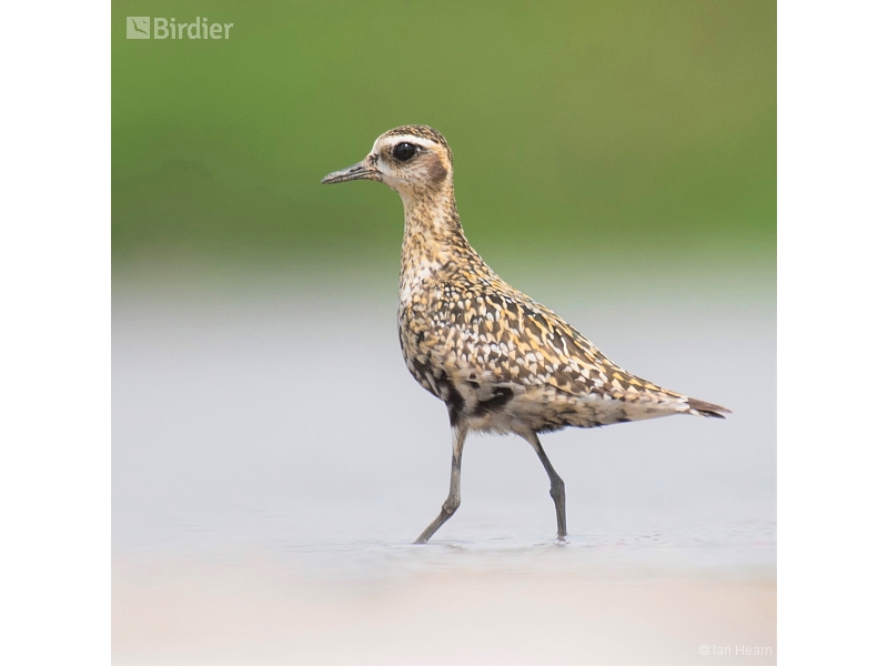 Pacific Golden Plover