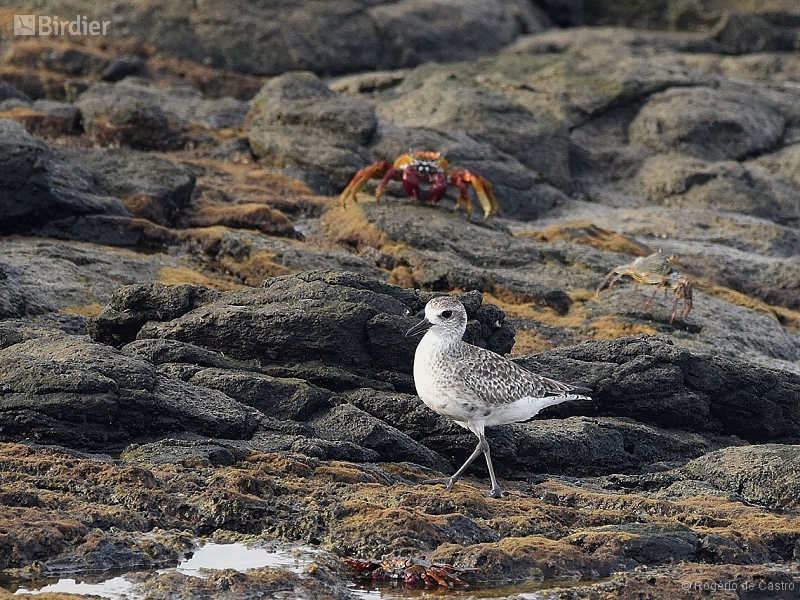 Grey Plover