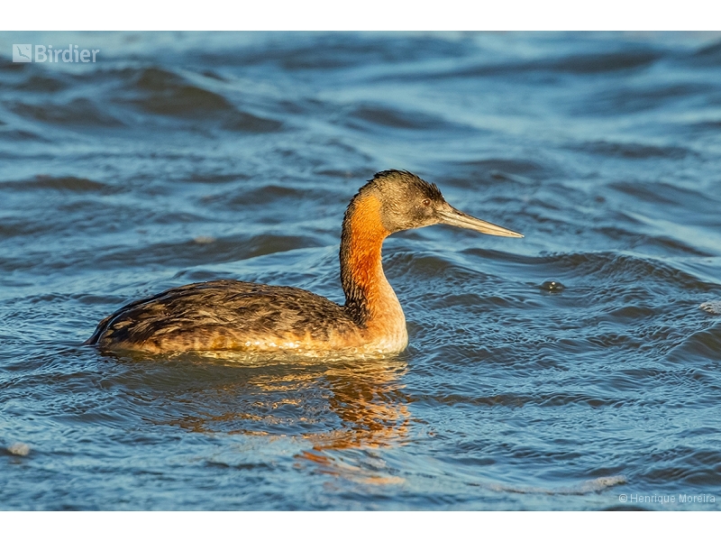 Great Grebe