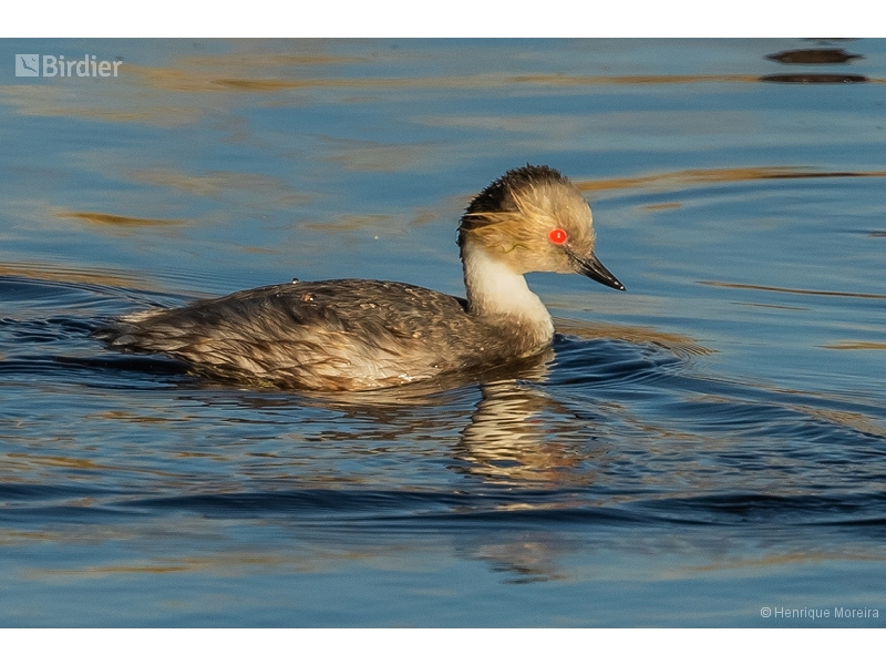 Silvery Grebe