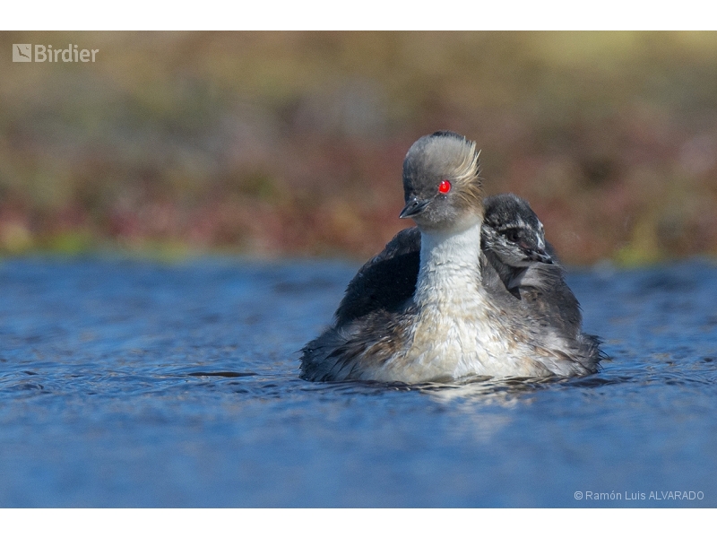 Silvery Grebe